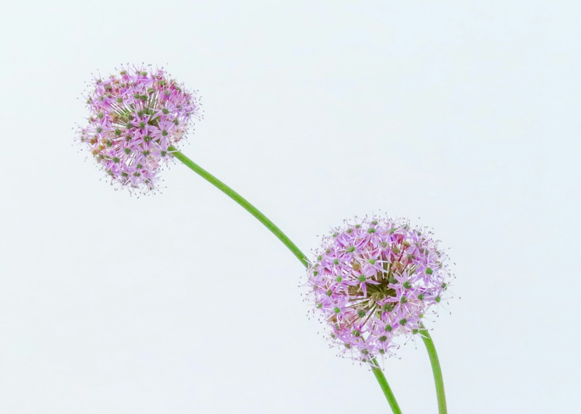 Pink allium flowers