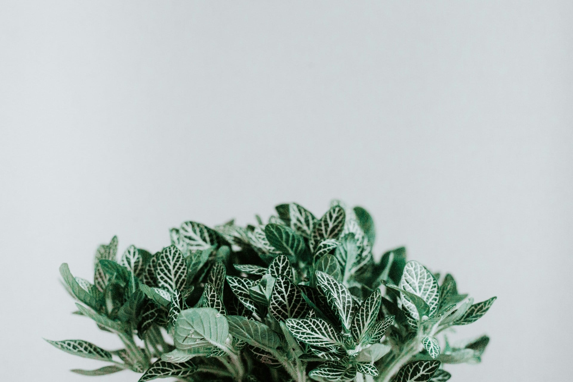 Green fittonia leaves with white veins
