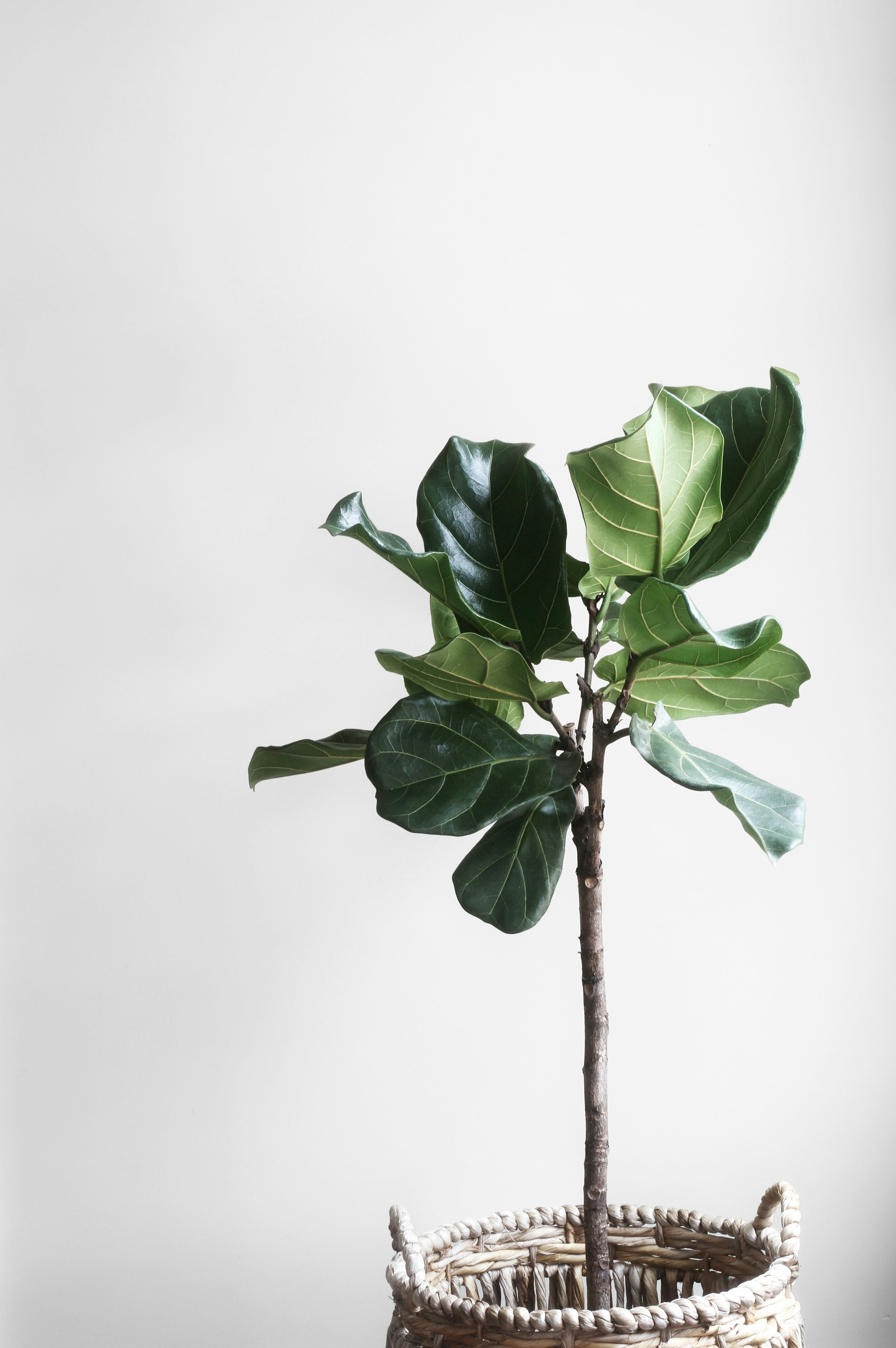 Fiddle leaf fig plant in a basket